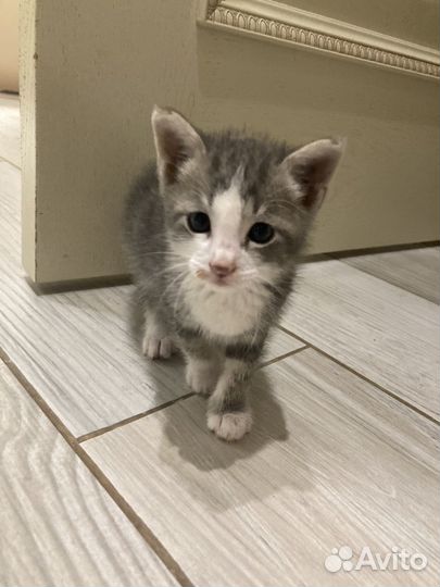 Котята бесплатно