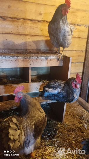 Куры петухи