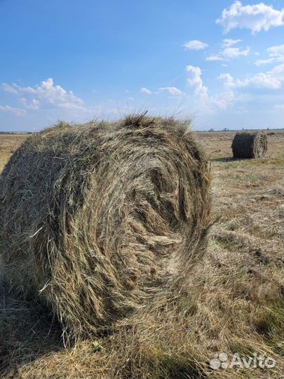 Сено в рулонах 2024