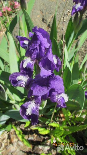 Ирис кровельный