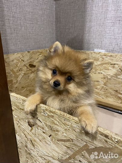 Шпиц девочка