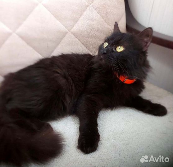 Мини-котики, девочки и мальчик, 7 мес, в дар