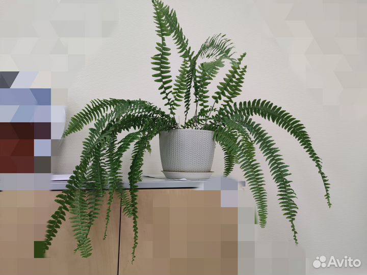 Папоротник комнатный