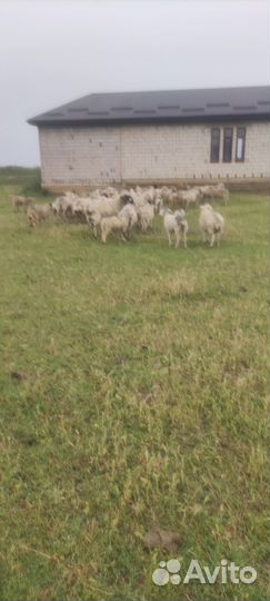 Овцы бараны ягнята