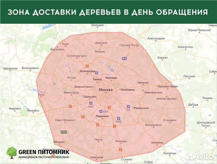 Туи крупномеры Брабант