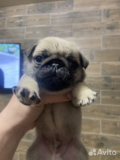 Щенки мопса