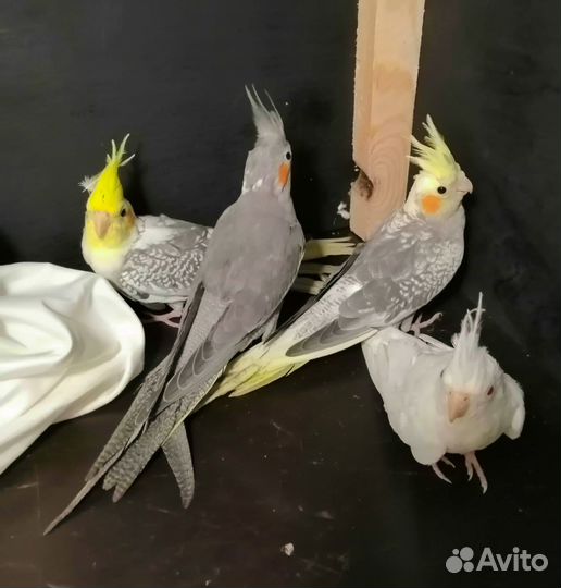 Попугай корелла какарик