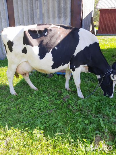 Корова высокоудойная