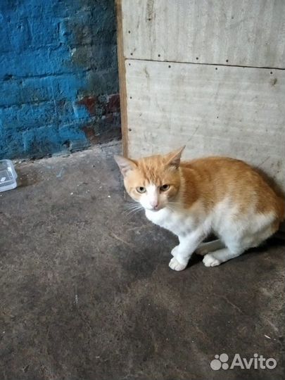 Мальчик котик