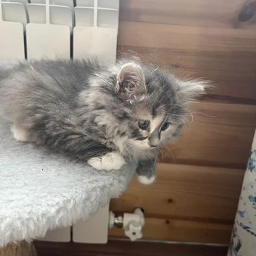 Курильский бобтейл длинношёрстный котёнок