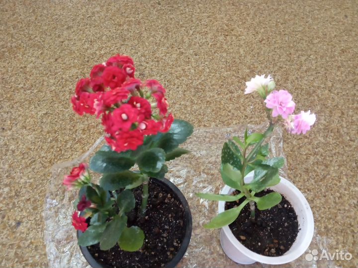 Каланхоэ цветущий