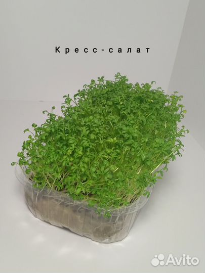 Микрозелень