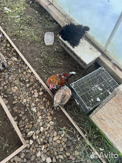 Куры карликовый кохинхин