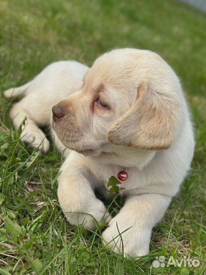 Щенки Лабрадора палевые