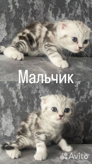 Шотландские котята