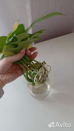 Рафидофора (монстера минима)