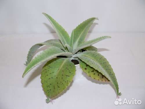 Каланхоэ сортовые, эхеверии. Суккуленты 2