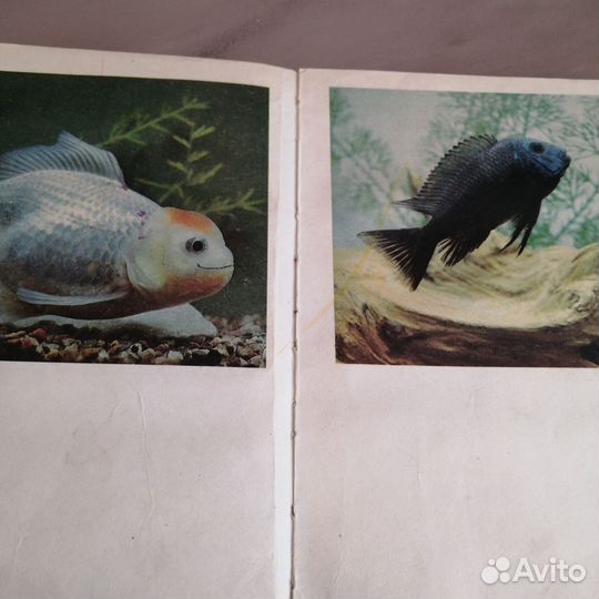 Ефремов аквариум и его обитатели