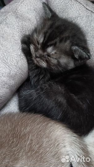 Шотландские вислоухие котята и прямоухие