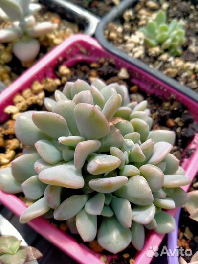 Суккуленты