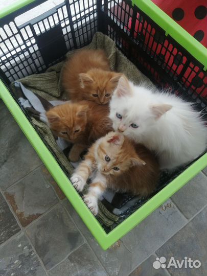 Котята отдам в добрые руки
