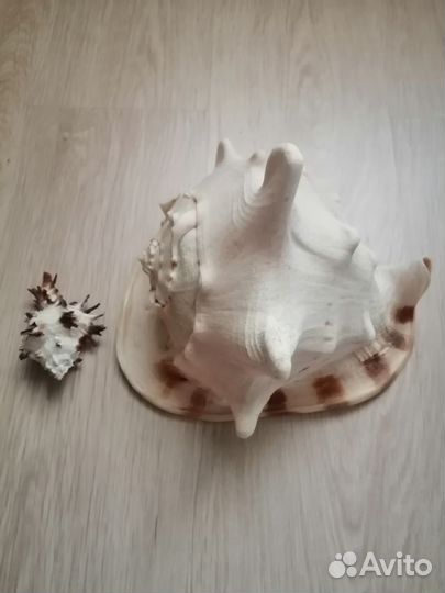 Раковины трубача