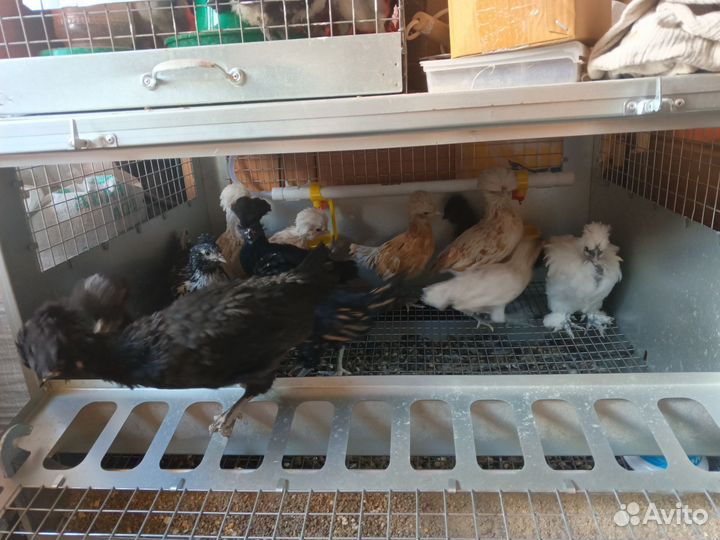 Домашние цыплята