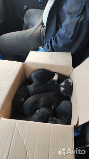 Щенки бесплатно