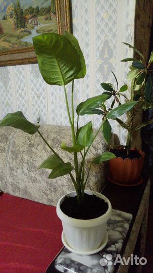 Диффенбахия