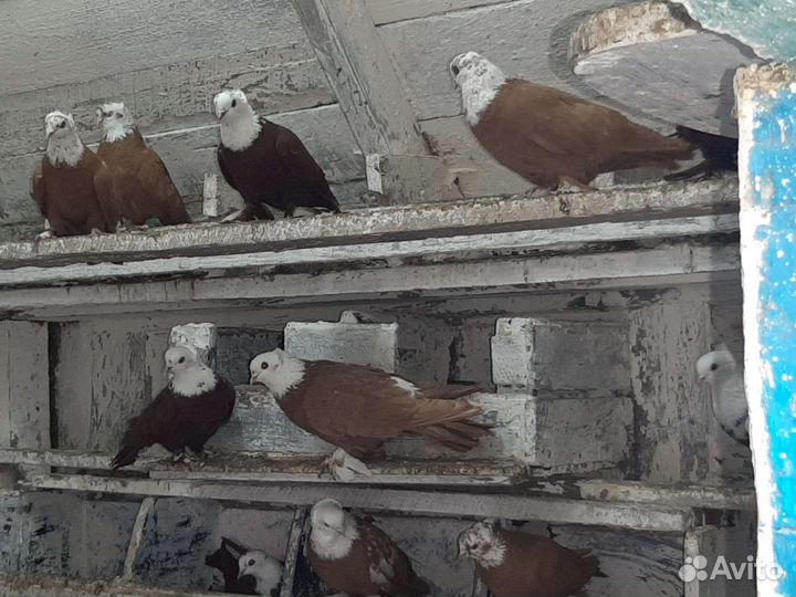 Продажа голубей