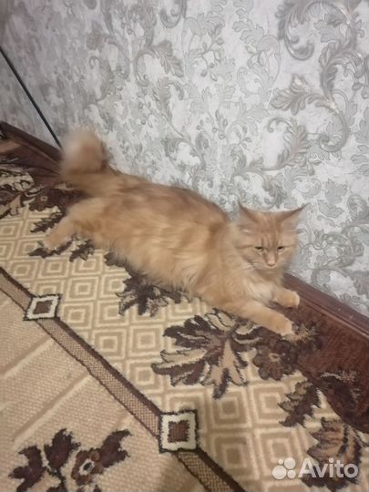 Котята Мейн куны