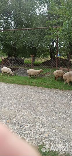 Овцы бараны