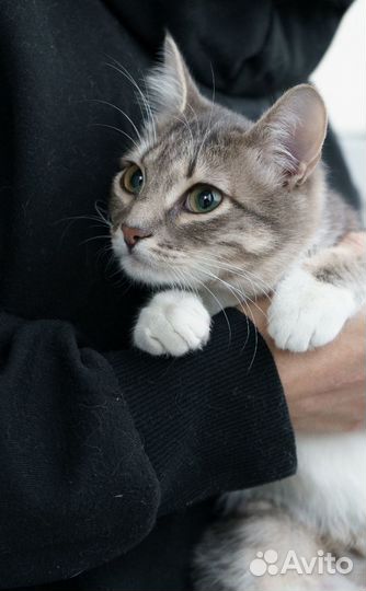 Сонечка, стерилизована. 5 мес