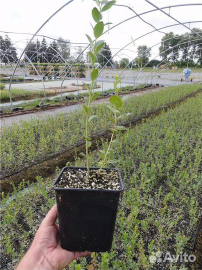 Голубика сорт Патриот саженцы