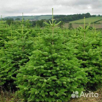 Ель от 1м до 3,5м оптом и в розницу