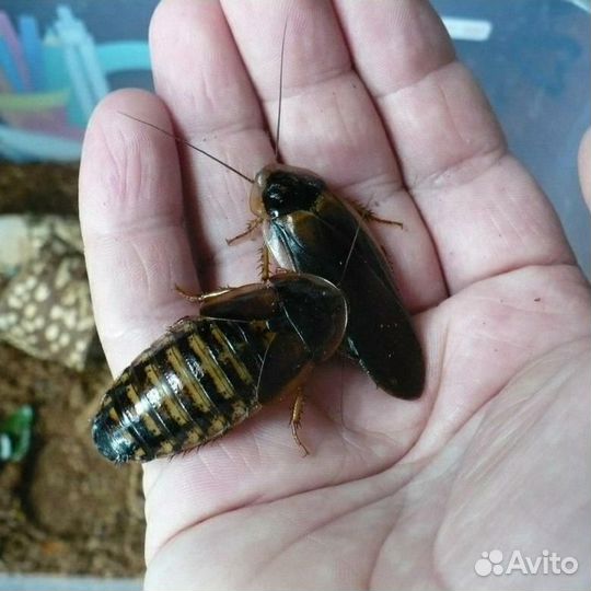 Тараканы Archimandrita tesselata и Аргентинские