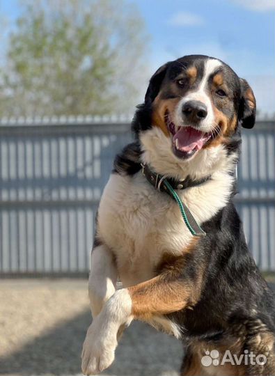 Бернский зенненхунд, метис