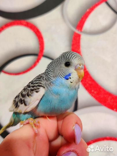 Волнистый попугай птенцы малыши