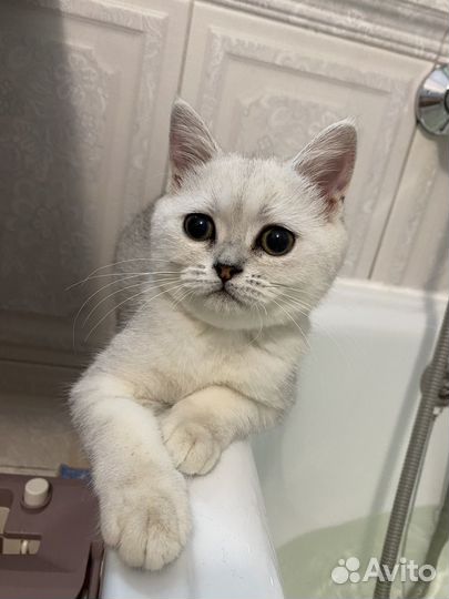 Передержка животных