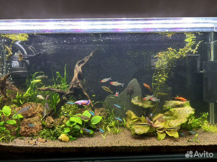 Аквариум с рыбками
