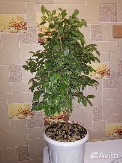 Фикус бенджамина кинки