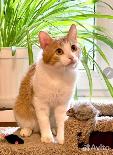 Рыжий котик ищет дом