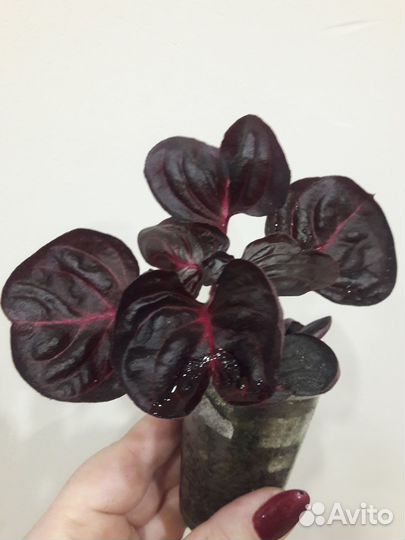 Каланхоэ Венди Ирезине