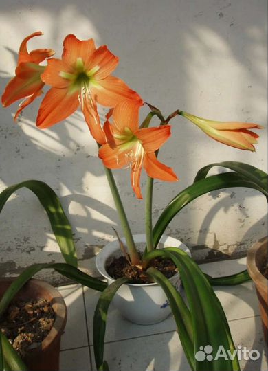 Гиппеаструм