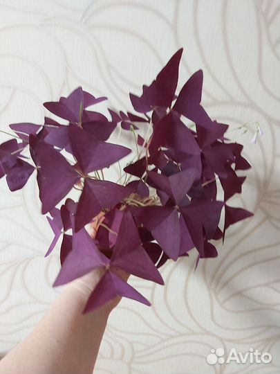 Кислица оксалис