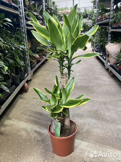 Драцена Фрагранс голден кост 2 ствола