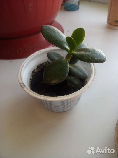 Толстянка, колонхоэ