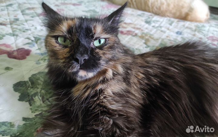 Кошка бесплатно