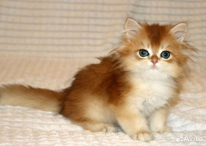 Мальчик золотая британская шиншилла