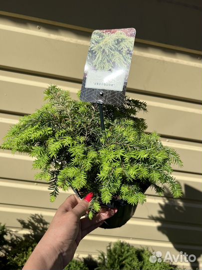 Тсуга Джедделох,Микробиота Голд Спот